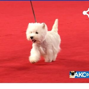 West Highland White Terrier ("Westie") Canvas Wall Art